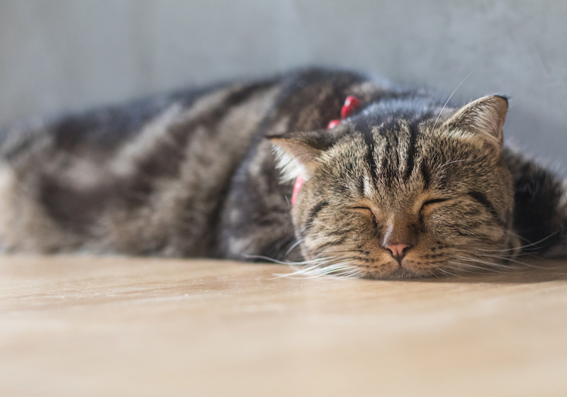 دلایل ضعف و خواب آلودگی بچه گربه 